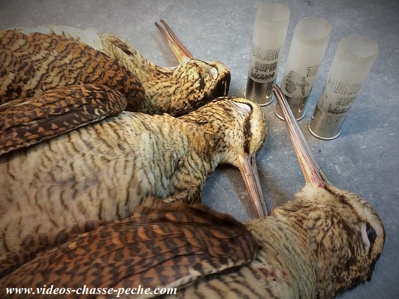 Chasse bécasse