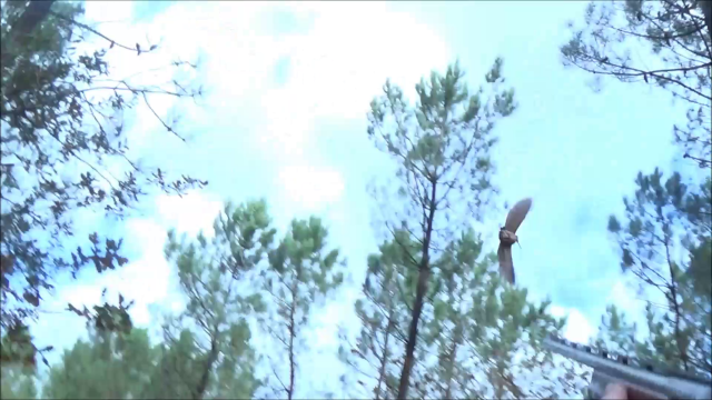Chasse bécasse