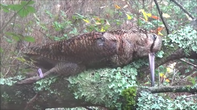 Chasse bécasse