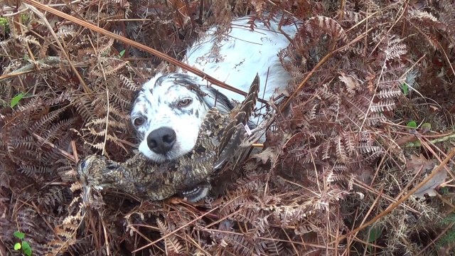 Chasse bécasse