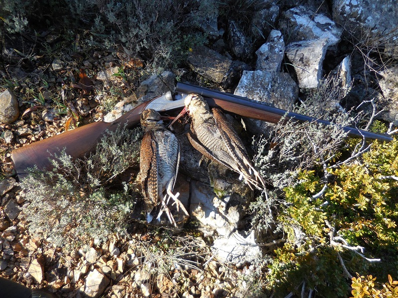 Chasse à la bécasse