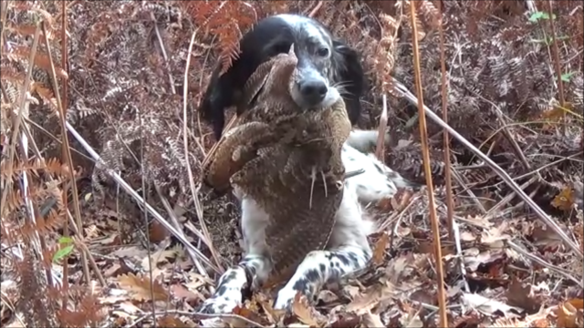 Chasse à la bécasse