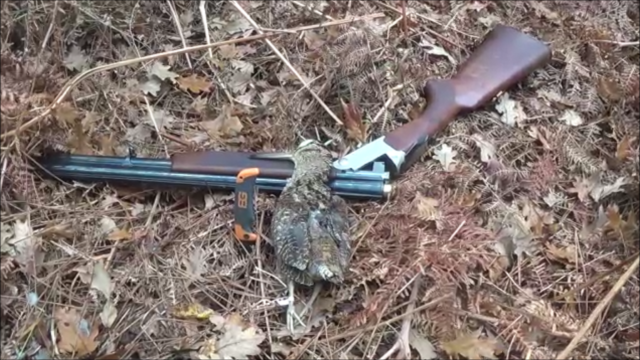 Chasse à la bécasse