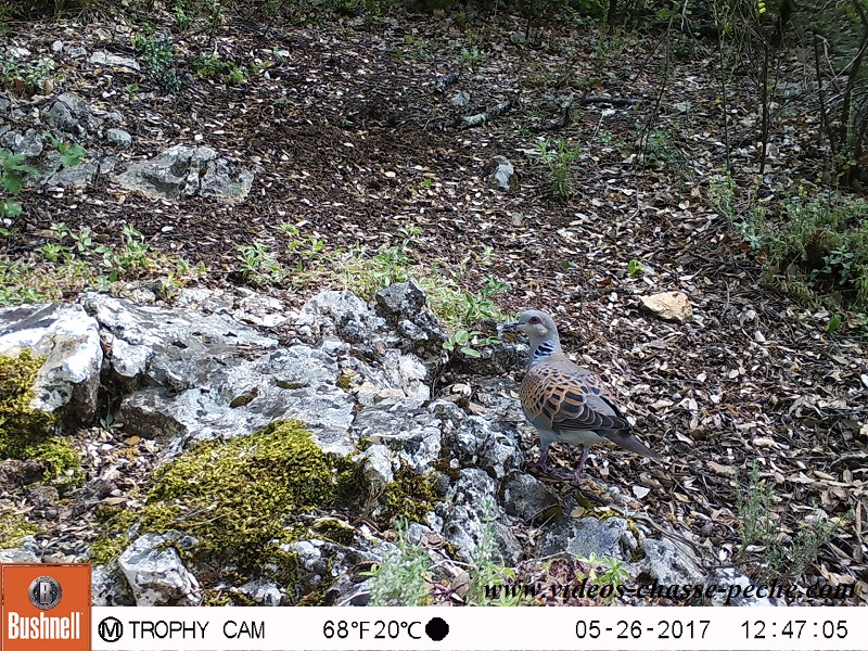 Bushnell Trophy Cam Aggressor 2017 réf. 119877 