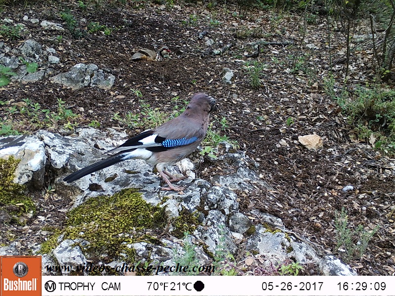 Bushnell Trophy Cam Aggressor 2017 réf. 119877 