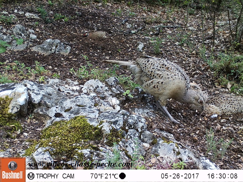 Bushnell Trophy Cam Aggressor 2017 réf. 119877 