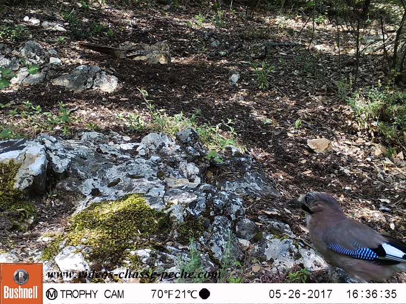Bushnell Trophy Cam Aggressor 2017 réf. 119877 