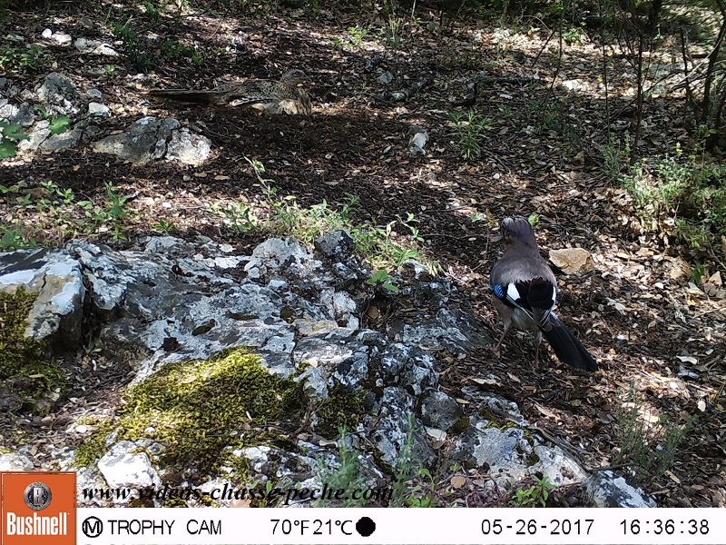 Bushnell Trophy Cam Aggressor 2017 réf. 119877 