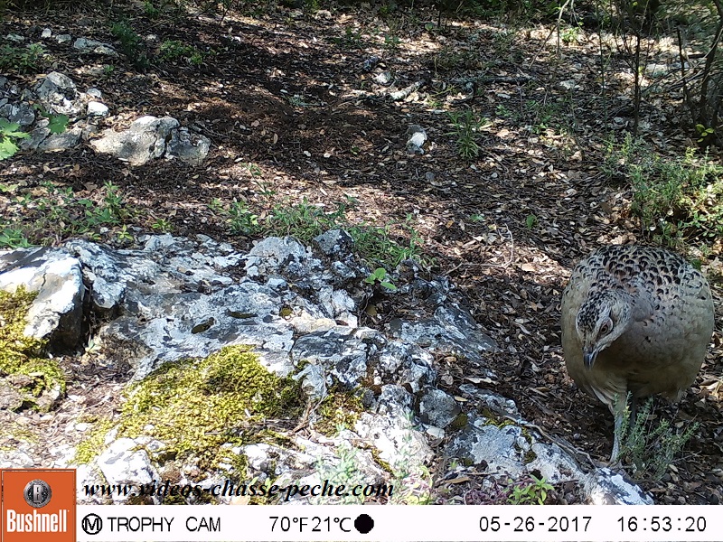 Bushnell Trophy Cam Aggressor 2017 réf. 119877 