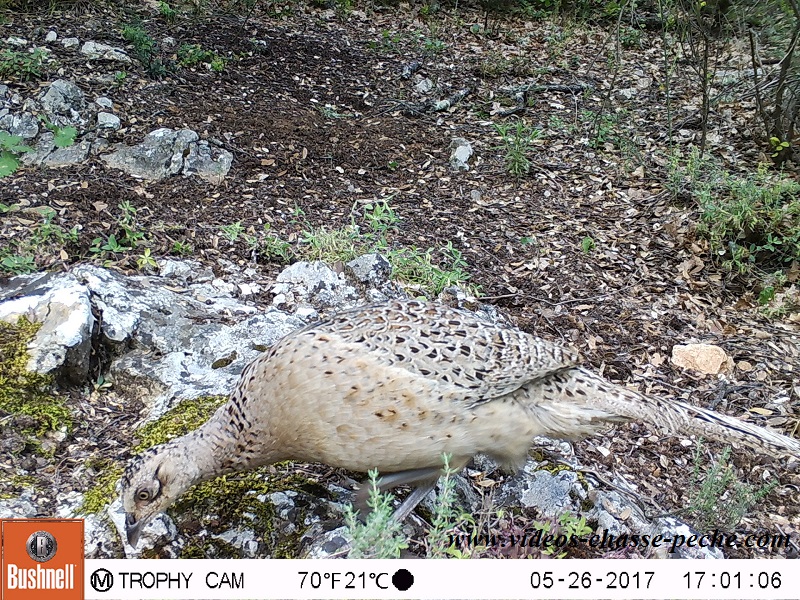 Bushnell Trophy Cam Aggressor 2017 réf. 119877 