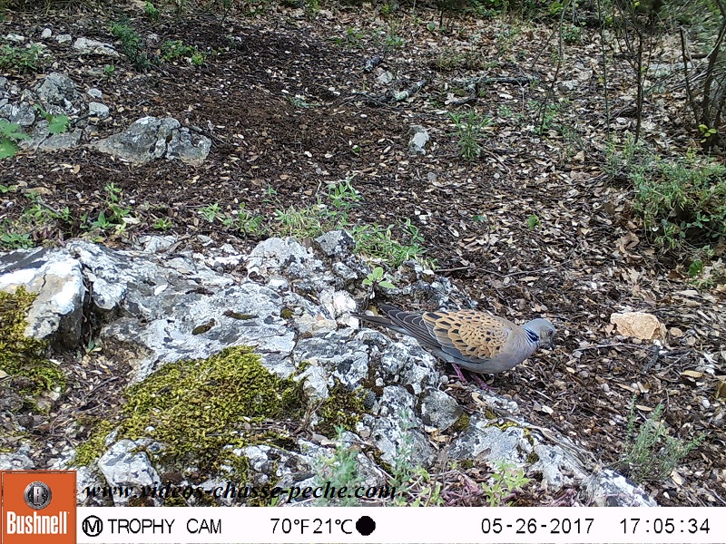 Bushnell Trophy Cam Aggressor 2017 réf. 119877 