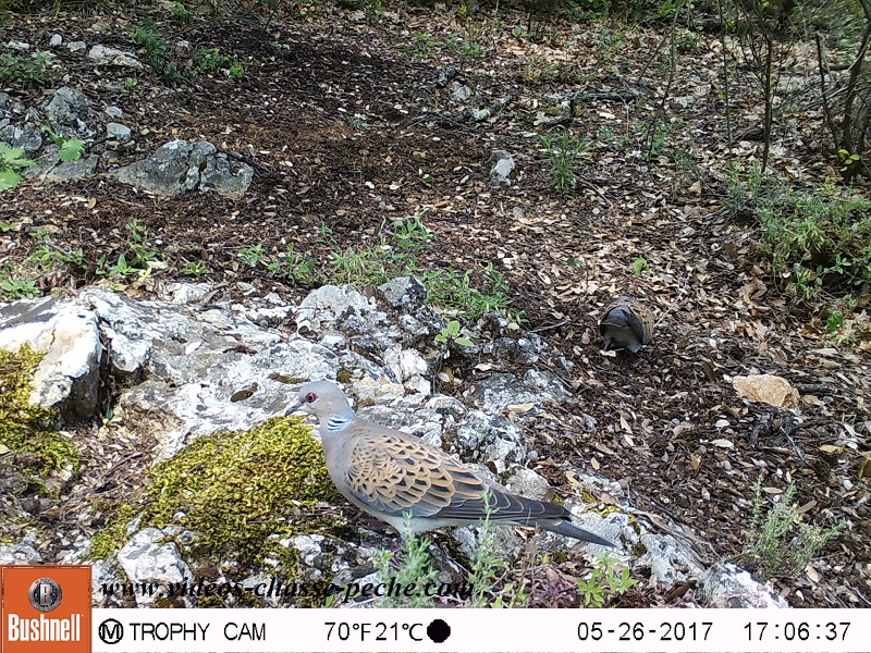 Bushnell Trophy Cam Aggressor 2017 réf. 119877 