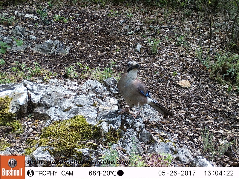 Bushnell Trophy Cam Aggressor 2017 réf. 119877 