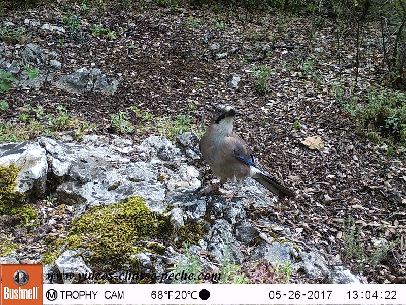 Bushnell Trophy Cam Aggressor 2017 rf. 119877 