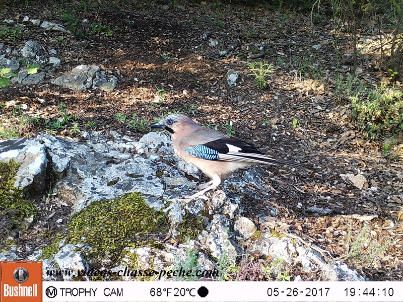 Bushnell Trophy Cam Aggressor 2017 réf. 119877 