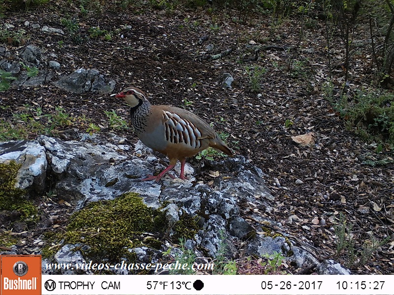 Bushnell Trophy Cam Aggressor 2017 réf. 119877 