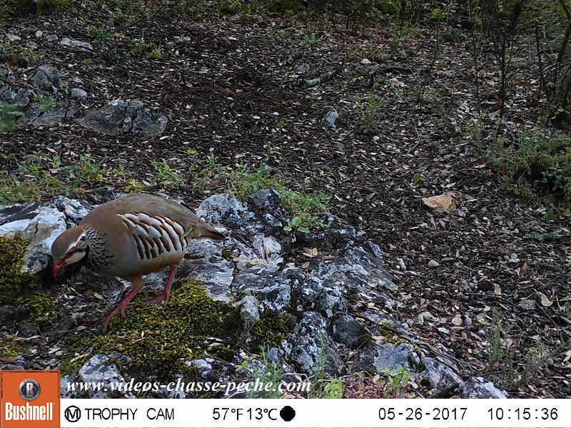 Bushnell Trophy Cam Aggressor 2017 réf. 119877 
