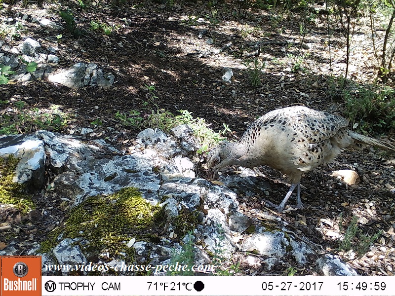 Bushnell Trophy Cam Aggressor 2017 réf. 119877 
