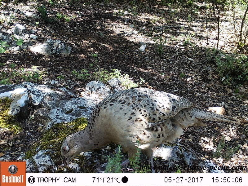 Bushnell Trophy Cam Aggressor 2017 réf. 119877 
