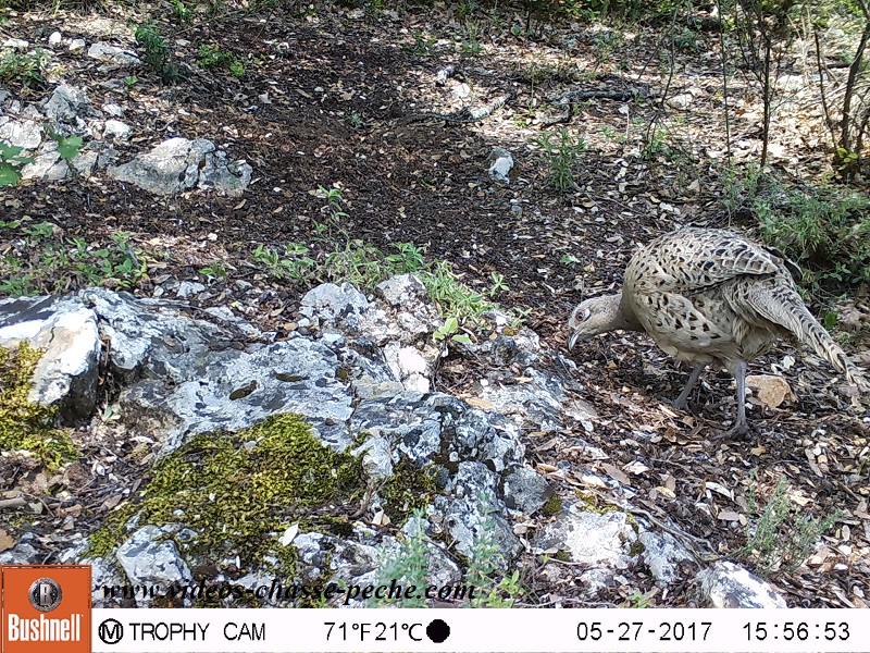 Bushnell Trophy Cam Aggressor 2017 réf. 119877 