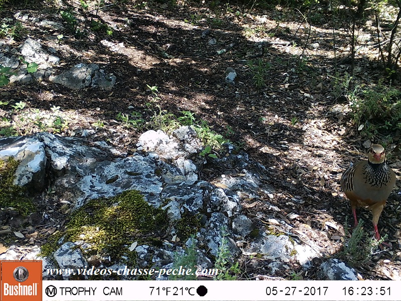 Bushnell Trophy Cam Aggressor 2017 réf. 119877 