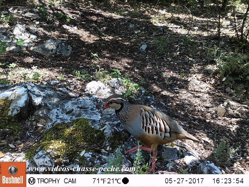 Bushnell Trophy Cam Aggressor 2017 réf. 119877 