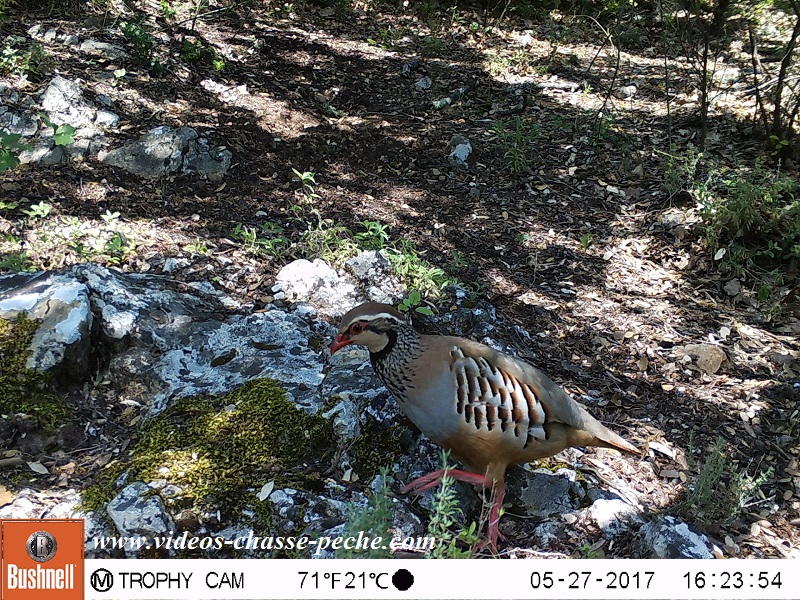 Bushnell Trophy Cam Aggressor 2017 rf. 119877 