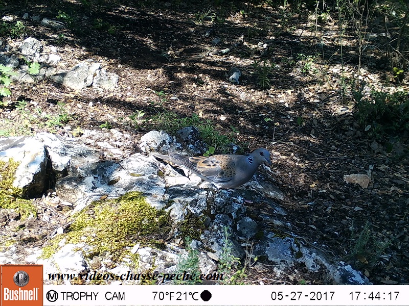 Bushnell Trophy Cam Aggressor 2017 réf. 119877 
