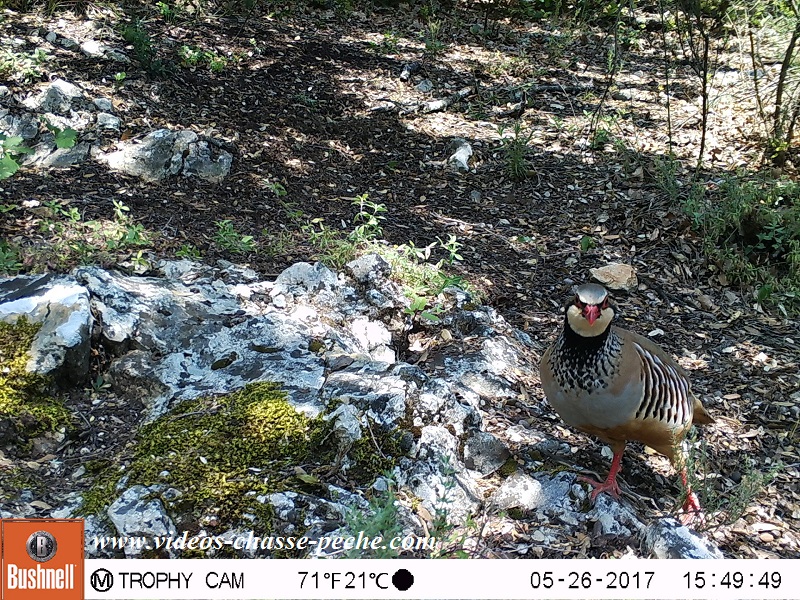 Bushnell Trophy Cam Aggressor 2017 réf. 119877 