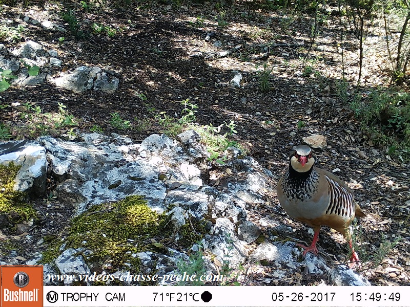 Bushnell Trophy Cam Aggressor 2017 rf. 119877 