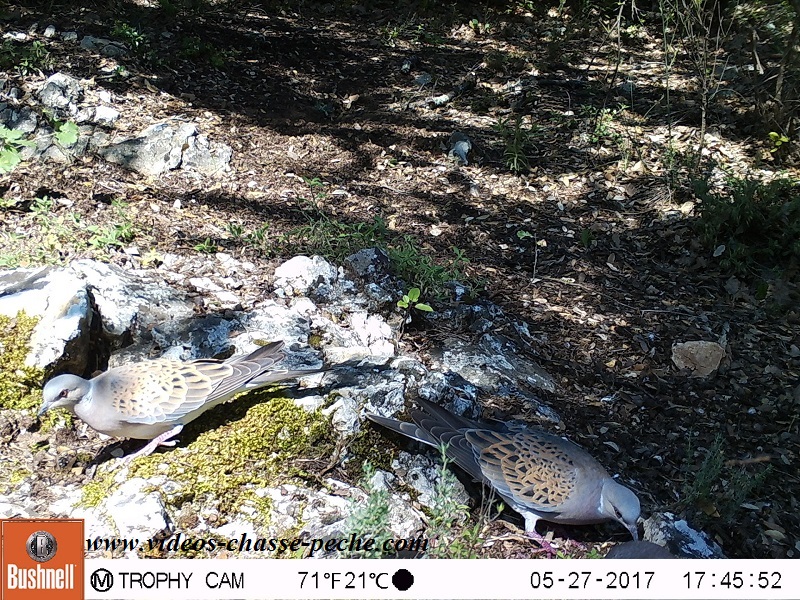 Bushnell Trophy Cam Aggressor 2017 réf. 119877 