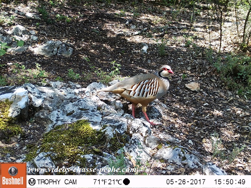 Bushnell Trophy Cam Aggressor 2017 réf. 119877 