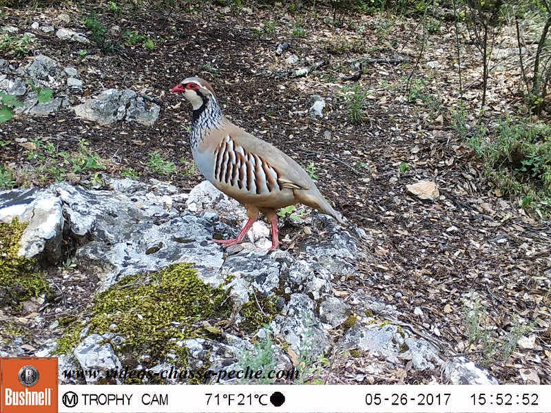 Bushnell Trophy Cam Aggressor 2017 réf. 119877 