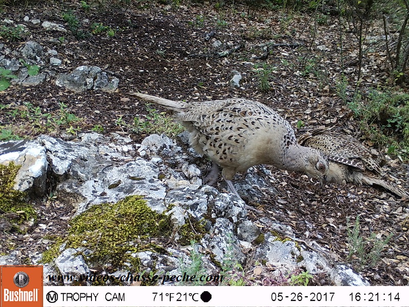 Bushnell Trophy Cam Aggressor 2017 réf. 119877 