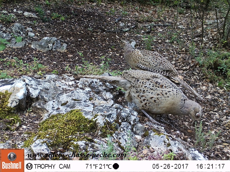 Bushnell Trophy Cam Aggressor 2017 réf. 119877 