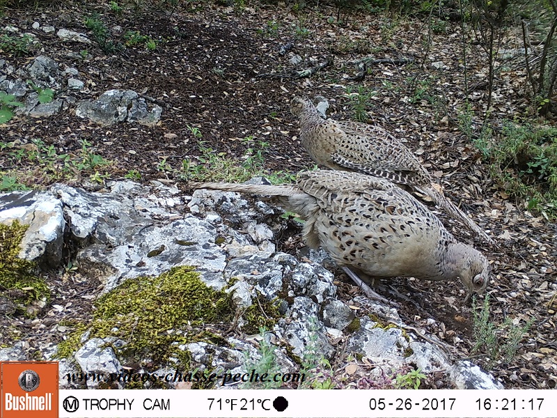 Bushnell Trophy Cam Aggressor 2017 rf. 119877 