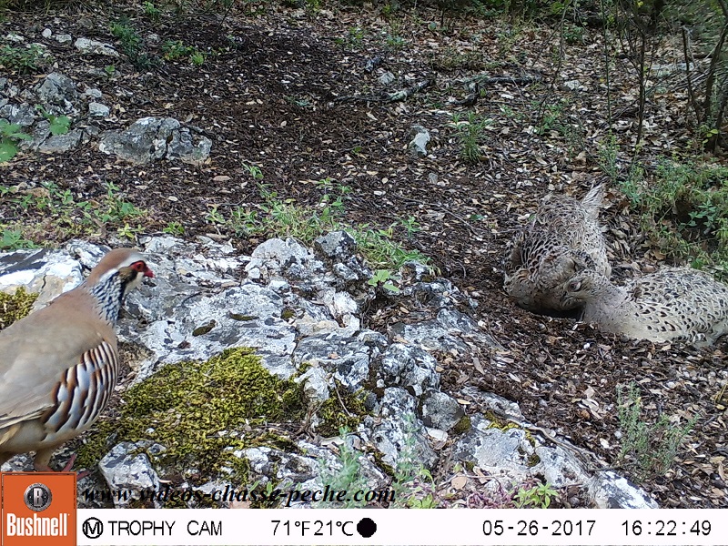 Bushnell Trophy Cam Aggressor 2017 réf. 119877 