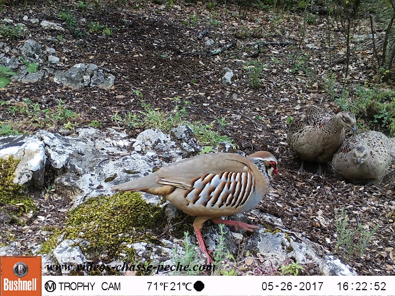 Bushnell Trophy Cam Aggressor 2017 réf. 119877 