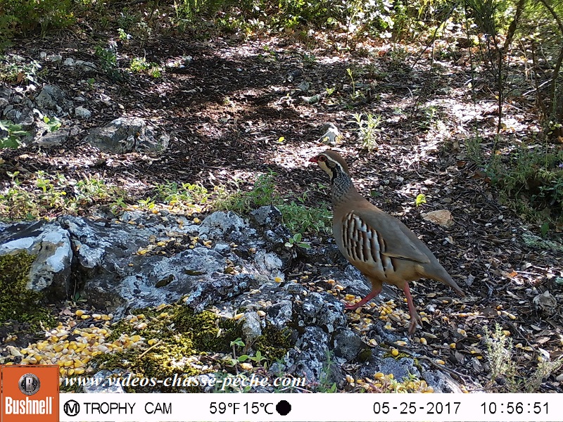 Bushnell Trophy Cam Aggressor 2017 réf. 119877 