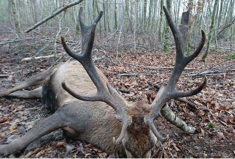 Chasse aux cervids