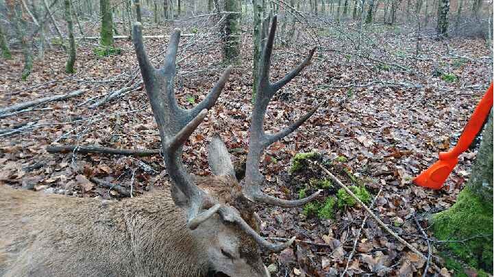 Chasse aux cervids