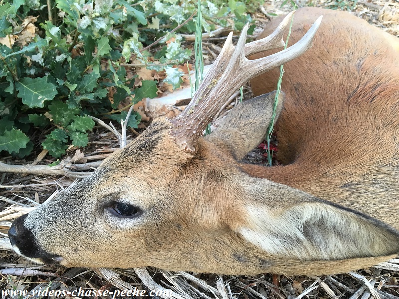 Chasse chevreuil