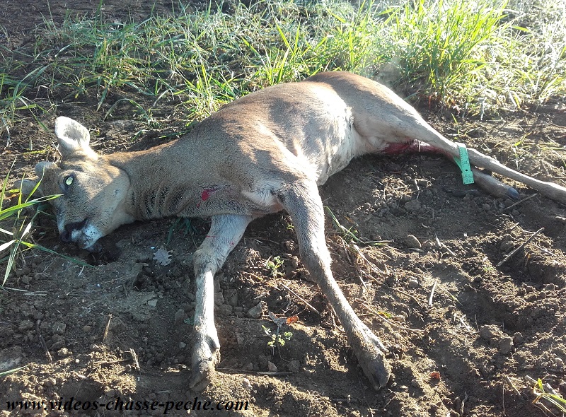 chasse bécasse