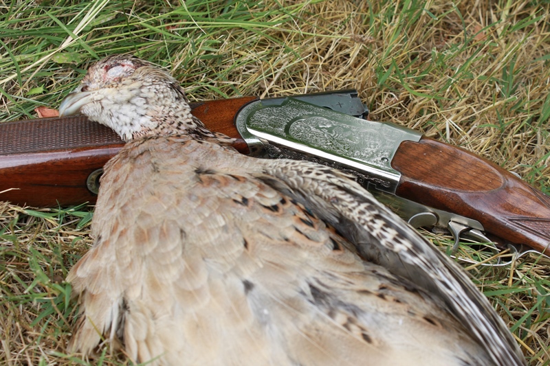 ouverture de la chasse 2013