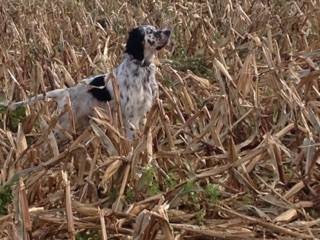 Setter Anglais  l'arrt