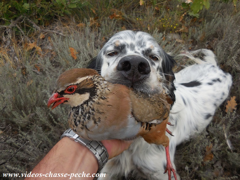 Chasse perdreau