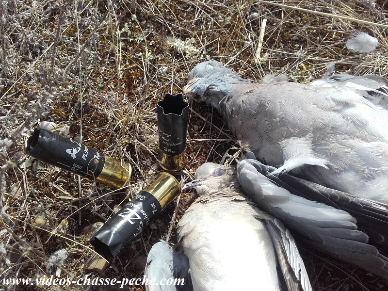 Chasse au petit gibier