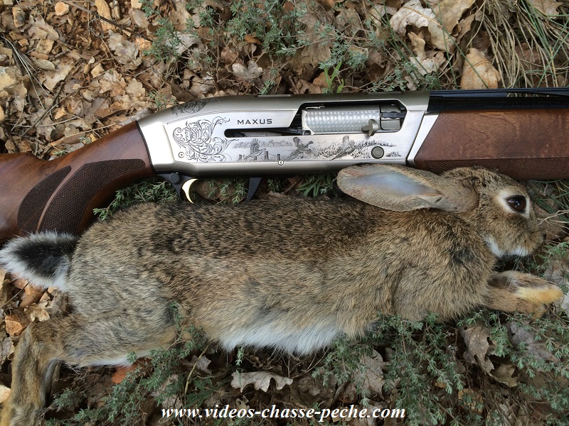 Chasse lapin