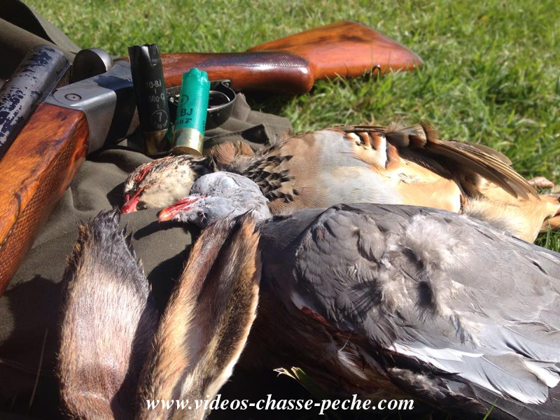 Chasse petit gibier: Livre, perdreau, palombe