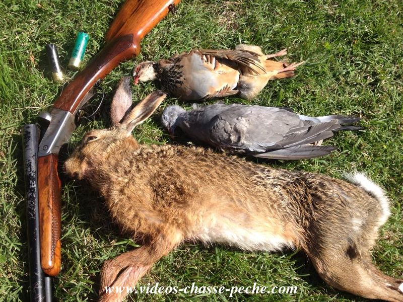 Chasse petit gibier lièvre